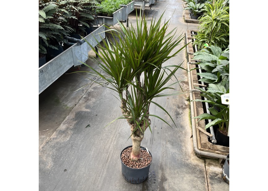 DRACAENA MARGINATA VERTAKT 25/19 H140