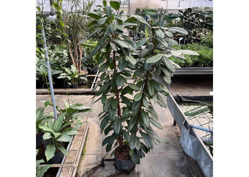 FICUS CYATISTYPULA 2PP 28/19 H180