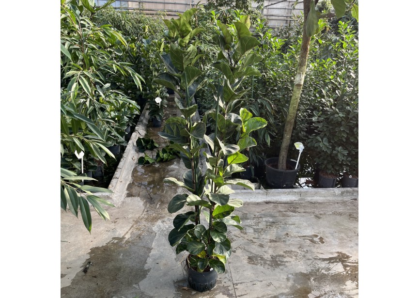 FICUS LYRATA BAMBINO  2PP 25/19 H120/150