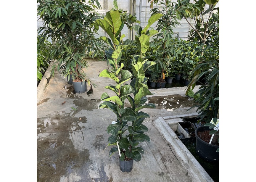 FICUS LYRATA BAMBINO 2PP 18/19 H150