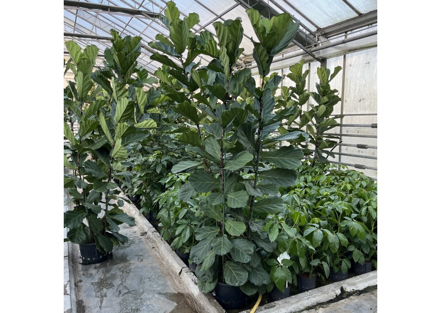 FICUS LYRATA 4PP 38/20 H260/300