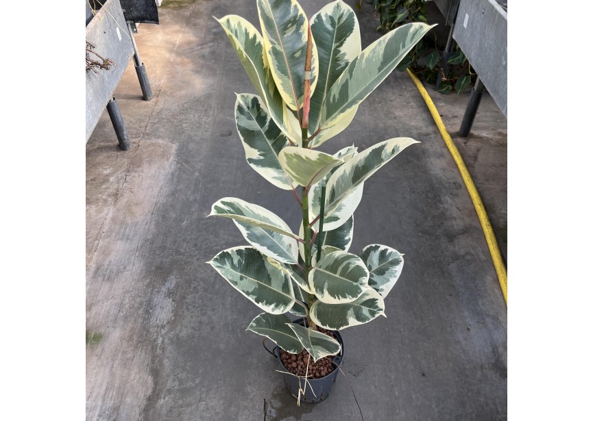 FICUS TINEKE 1 PP 18/19 H80