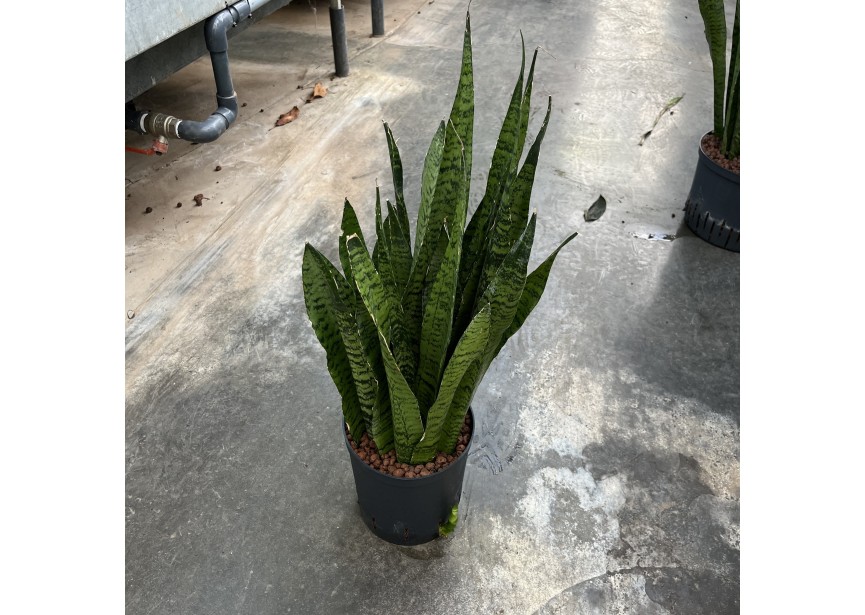 SANSEVIERIA ZEYLANICA 18/19 H65