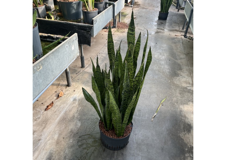 SANSEVIERIA ZEYLANICA 28/19 H90/100