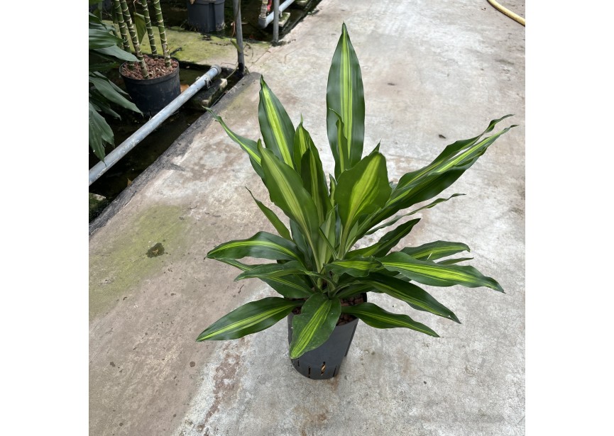 DRACAENA CINTHO KOP 2PP  15/19 H40