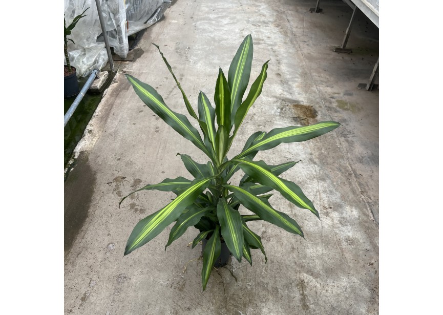 DRACAENA CINTHO KOP 1PP  15/19 H70