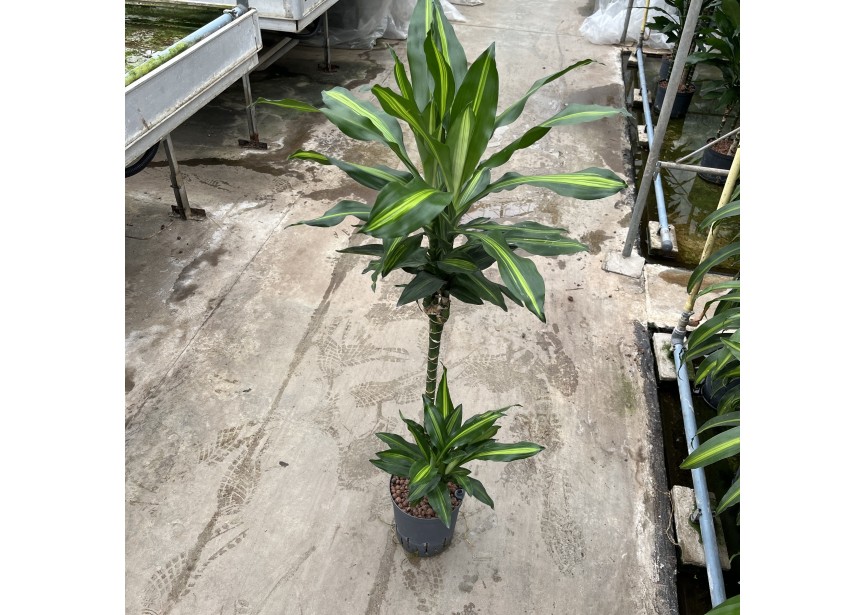 DRACAENA CINTHO (60/15) 18/19 H110