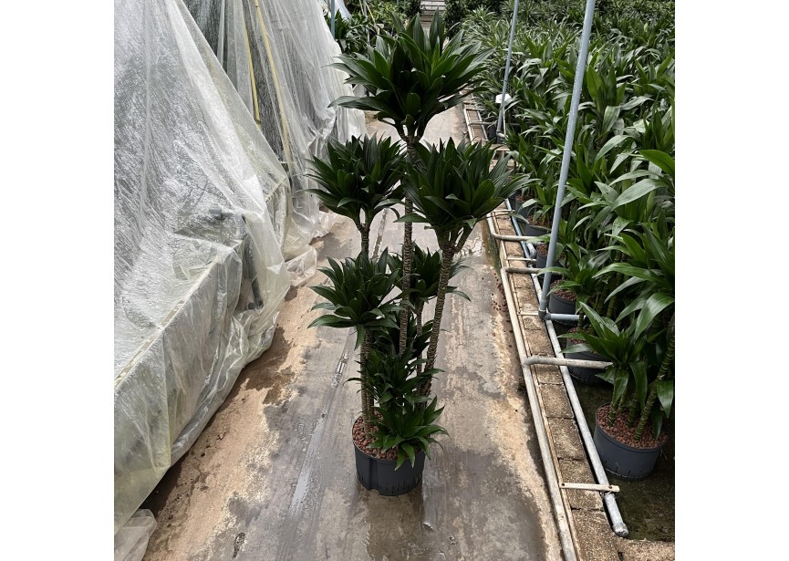 DRACAENA COMPACTA CARROUSEL 8ST 28/19 H160