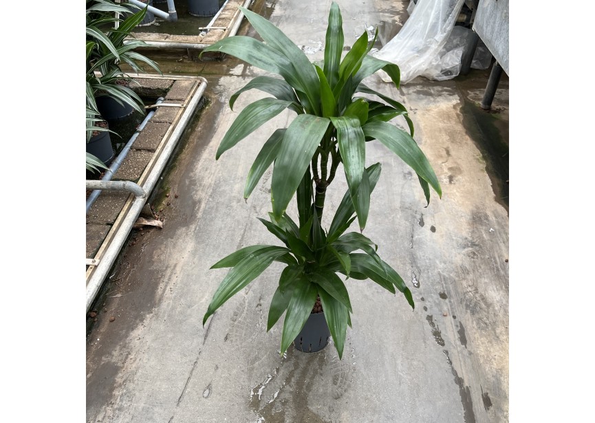 DRACAENA JANET CRAIG (45/15) 15/19 H80