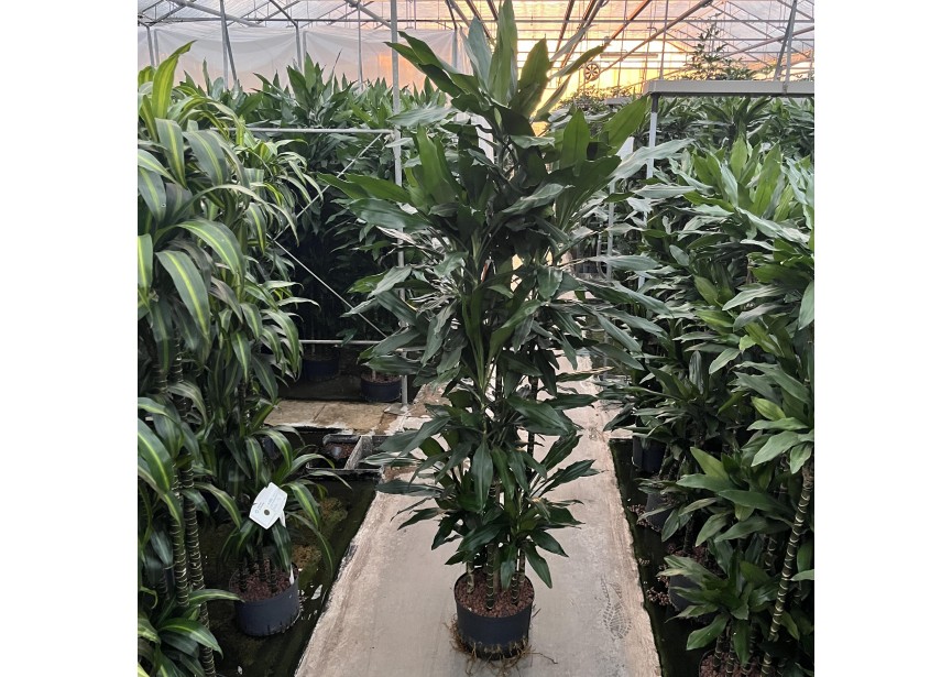 DRACAENA JANET LIND CARROUSEL 8ST 28/19 H180