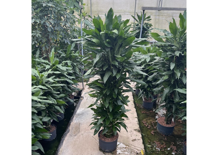 DRACAENA JANET LIND VERTAKT 28/19 H170