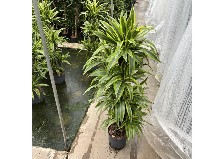 DRACAENA LEMON LINE VERTAKT 22/19 H130