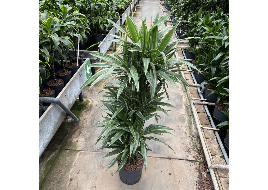 DRACAENA WARNECKII VERTAKT 22/19 H140