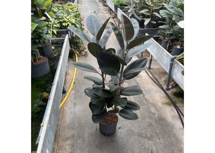 FICUS ELASTICA ABIDJAN 2PP 22/19 H100