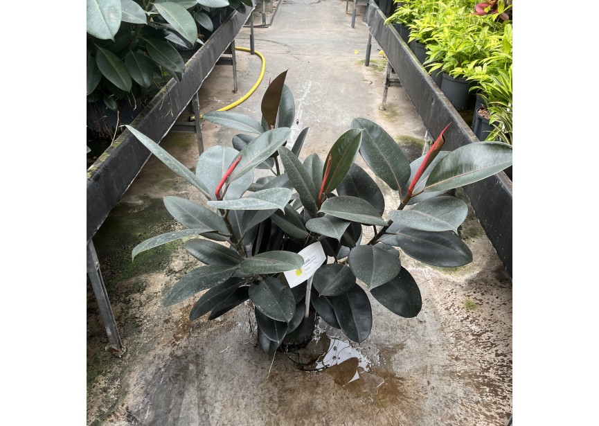 FICUS ELASTICA ABIDJAN VERZWEIGT 22/19 H80