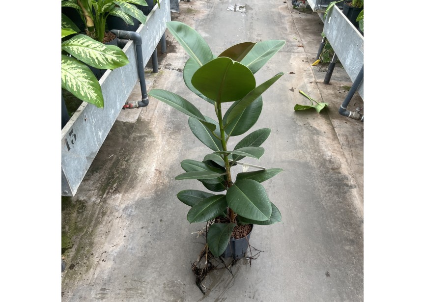 FICUS ROBUSTA 1PP 18/19 H70