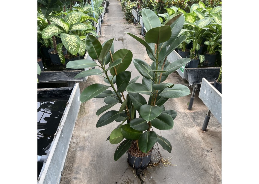 FICUS ROBUSTA   2PP 25/19 H140