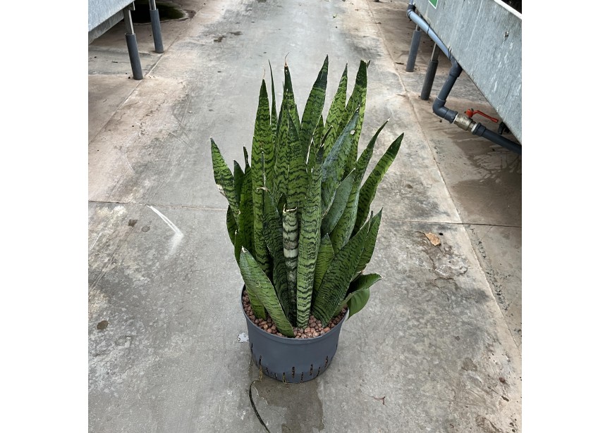 SANSEVIERIA ZEYLANICA 25/19 H70/80