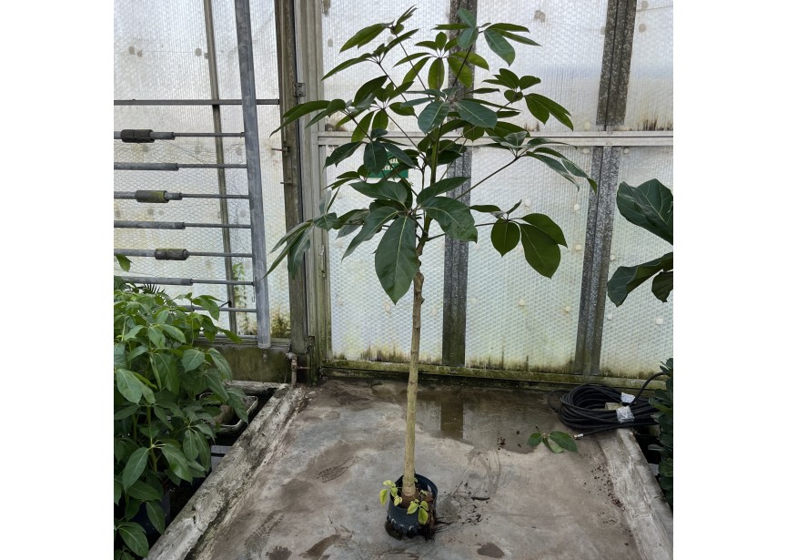 SCHEFFLERA AMATE STAMM  22/19 H150