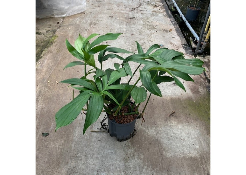 PHILODENDRON DRAGON TAIL 18/19 H60