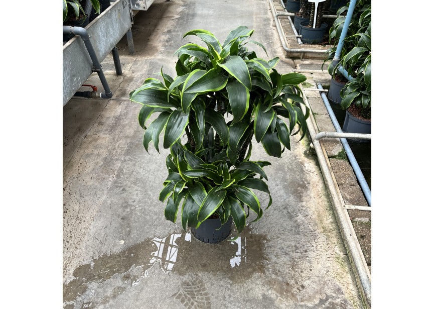 DRACAENA DORADO CARROUSEL 6ST 22/19 H90