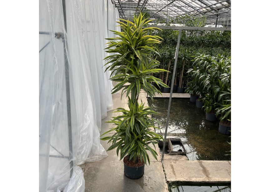 DRACAENA LEMON LINE BRANCHED 28/19H170