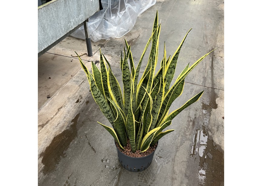 SANSEVIERIA LAURENTII 25/19 H80