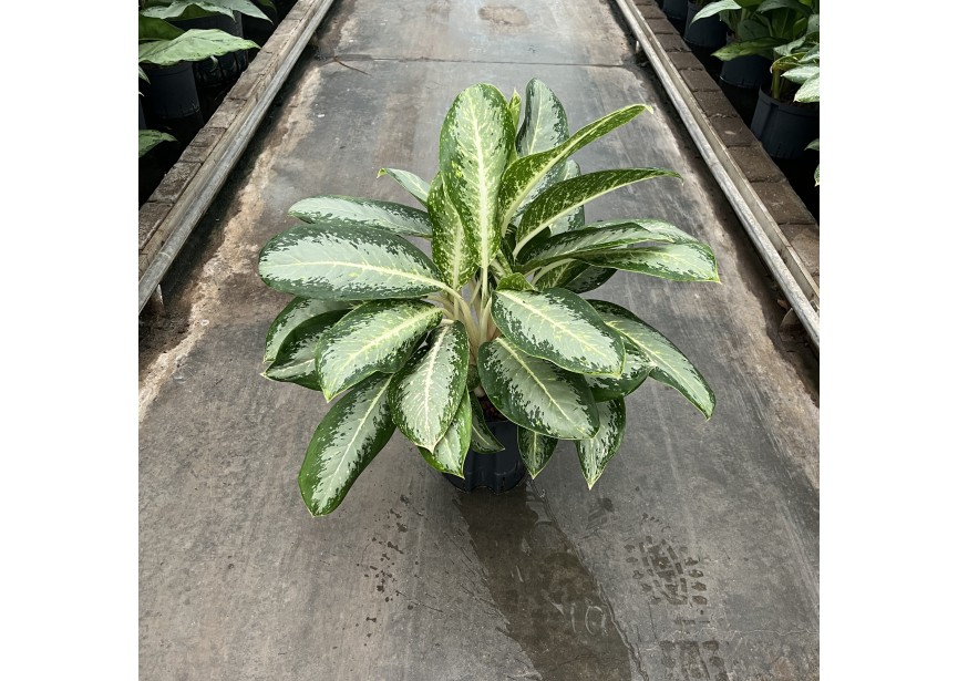 AGLAONEMA ANOUK 18/19 H60