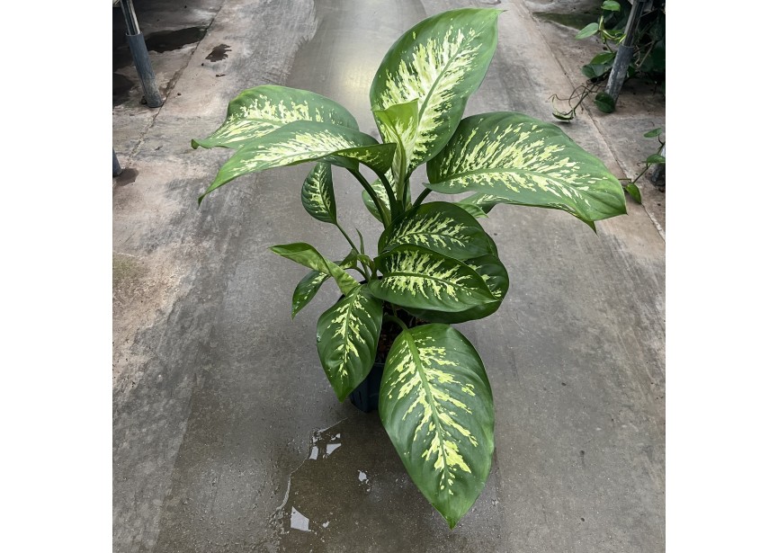 DIEFFENBACHIA REEVA 22/19 H80