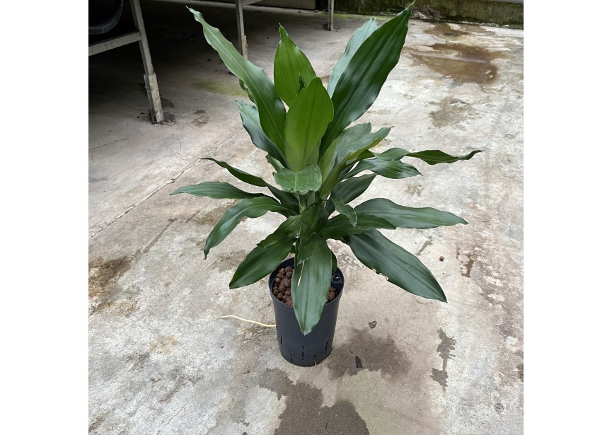 DRACAENA JANET LIND STAMM 15 15/19 H50