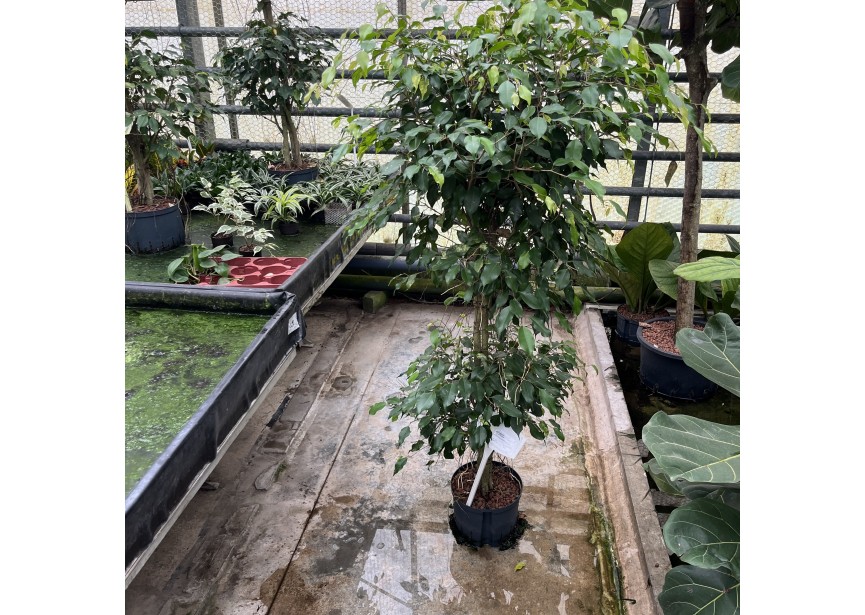 FICUS BENJ EXOTICA STEM 2LEVEL 25/19 H140