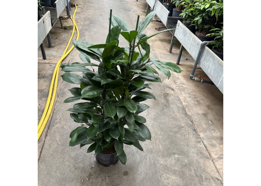 FICUS CYATISTYPULA 2PP 22/19 H110