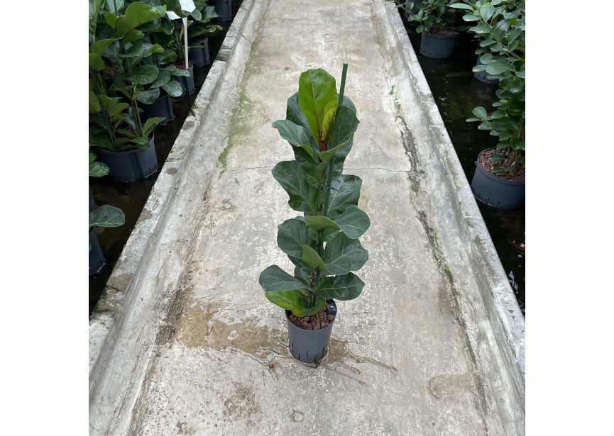 FICUS LYRATA BAMBINO 1PP 15/19 H80