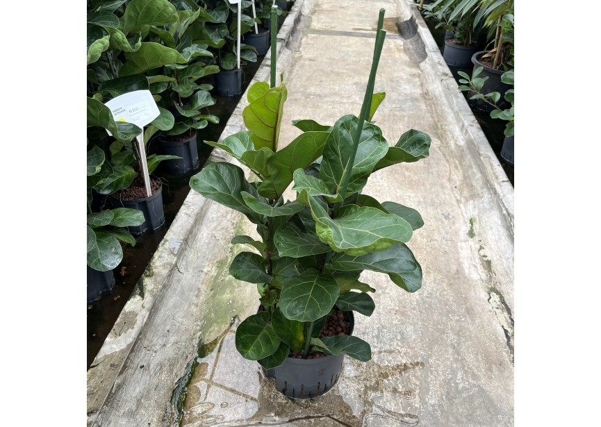 FICUS LYRATA BAMBINO 3PP 25/19 H80