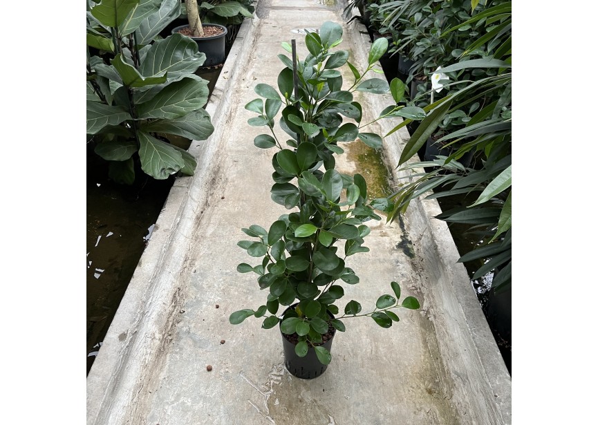 FICUS MOCLAME 1 PP 18/19 H110