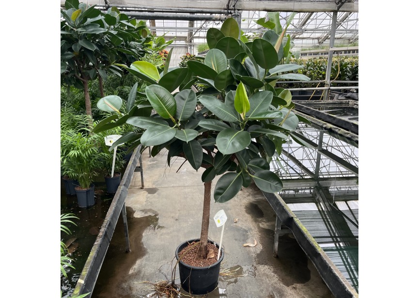 FICUS ROBUSTA STAMM  35/28 H180