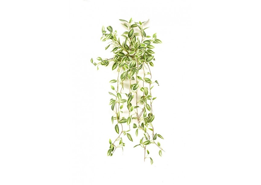 TRADESCANTIA HANGING BUSH 70CM GREEN/WHITE