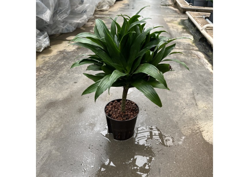 DRACAENA COMPACTA STAMM 13/12 H40