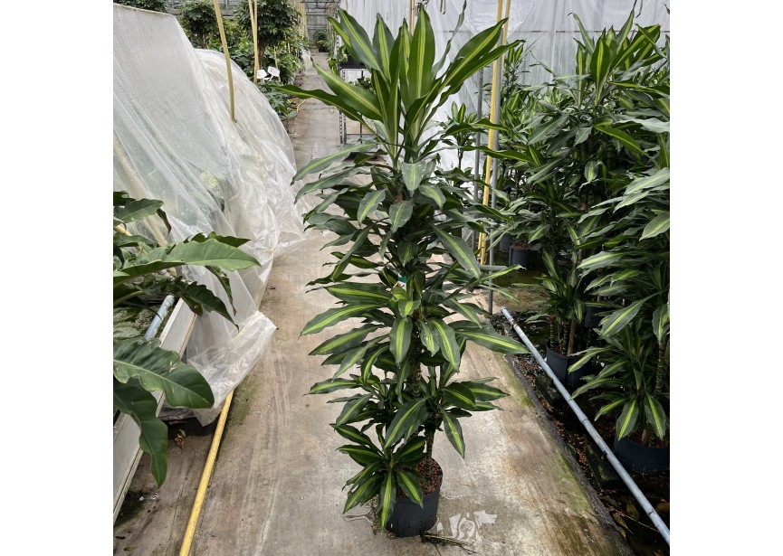 DRACAENA CINTO CARROUSEL 6ST 25/19 H150/160