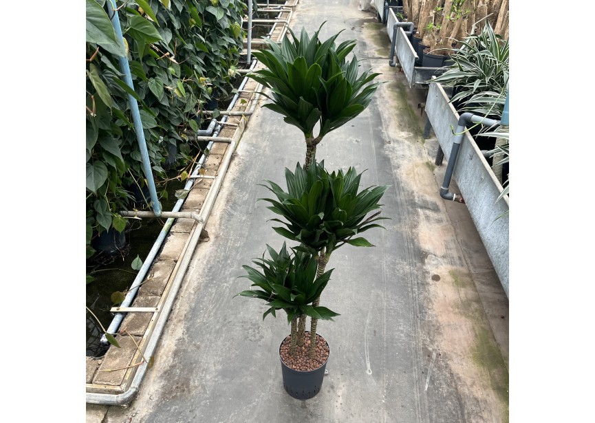 DRACAENA COMPACTA (90/60/30) 18/19 H125