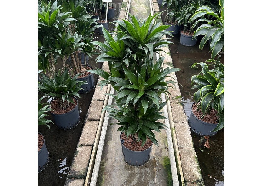 DRACAENA COMPACTA VERZWEIGT 22/19 H90