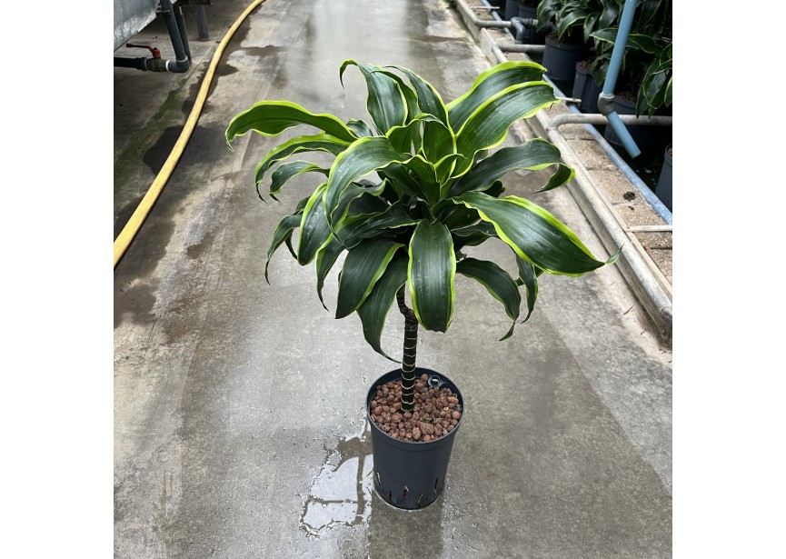 DRACAENA DORADO STAMM 30CM 15/19 H60