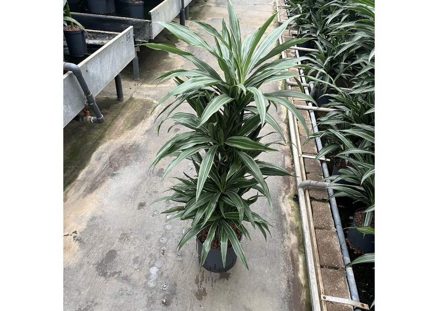 DRACAENA WARNECKII VERZWEIGT 22/19  H100