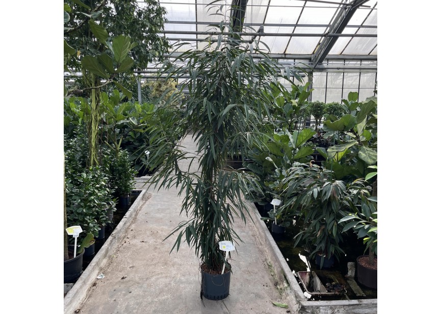 FICUS BINNENDIJKII ALII 1PP  32/28 H240/260