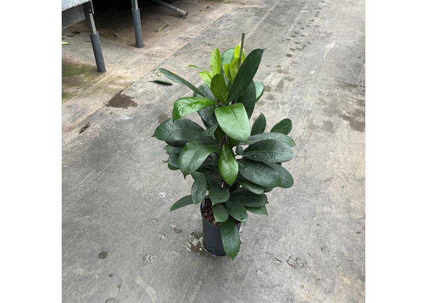 FICUS CYATHISTIPULA 15/19 H70