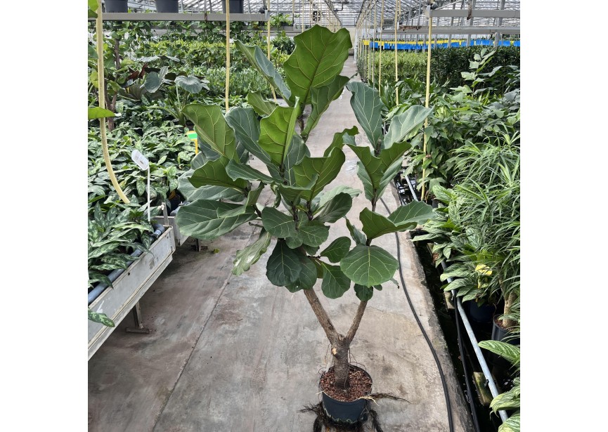 FICUS LYRATA VERZWEIGT 25/19 H160