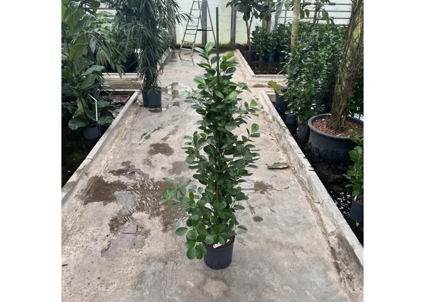 FICUS MOCLAME 1 PP 22/19 H150