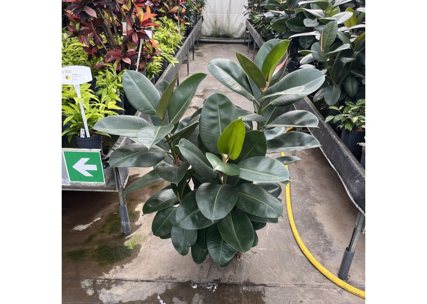 FICUS ROBUSTA VERZWEIGT 22/19 H130