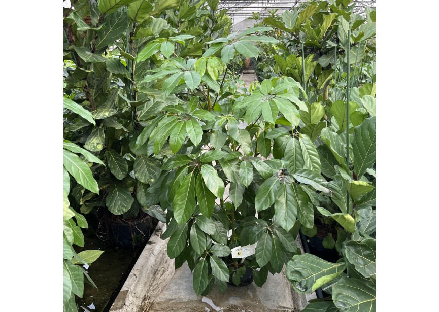 SCHEFFLERA AMATE 3PP 28/19  H170/180