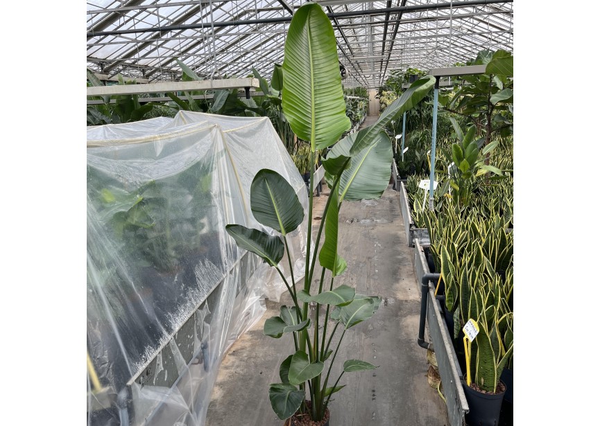 STRELITZIA NICOLAI 2PP 22/19 H180